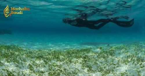 KAUST Scientists Unleash A Monumental Two Trillion Dollar Marine Environmental Strategy