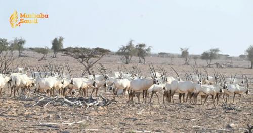 Oman Executes Monumental Environmental Protection Strategy Spanning Dozens Of Nature Reserves