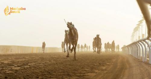 Saudi Camels Secure Eight Wins As Crown Prince Camel Festival Enters Second Phase