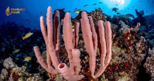 Saudi Arabia Unleashes Monumental Conservation Strategy for Marine Biodiversity