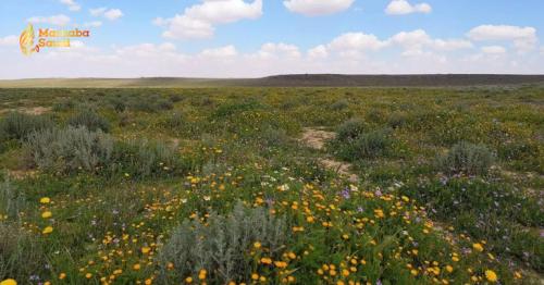 King Salman Royal Reserve Unleashes Massive Environmental Restoration Campaign