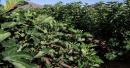 Najran Fig Orchards Hit Massive 650-Ton Annual Production Milestone