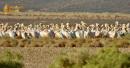 Wild Sidr Shrub Aggressively Protects The Ecosystem Inside Massive King Salman Royal Reserve